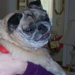 Meet your Posher, Pug